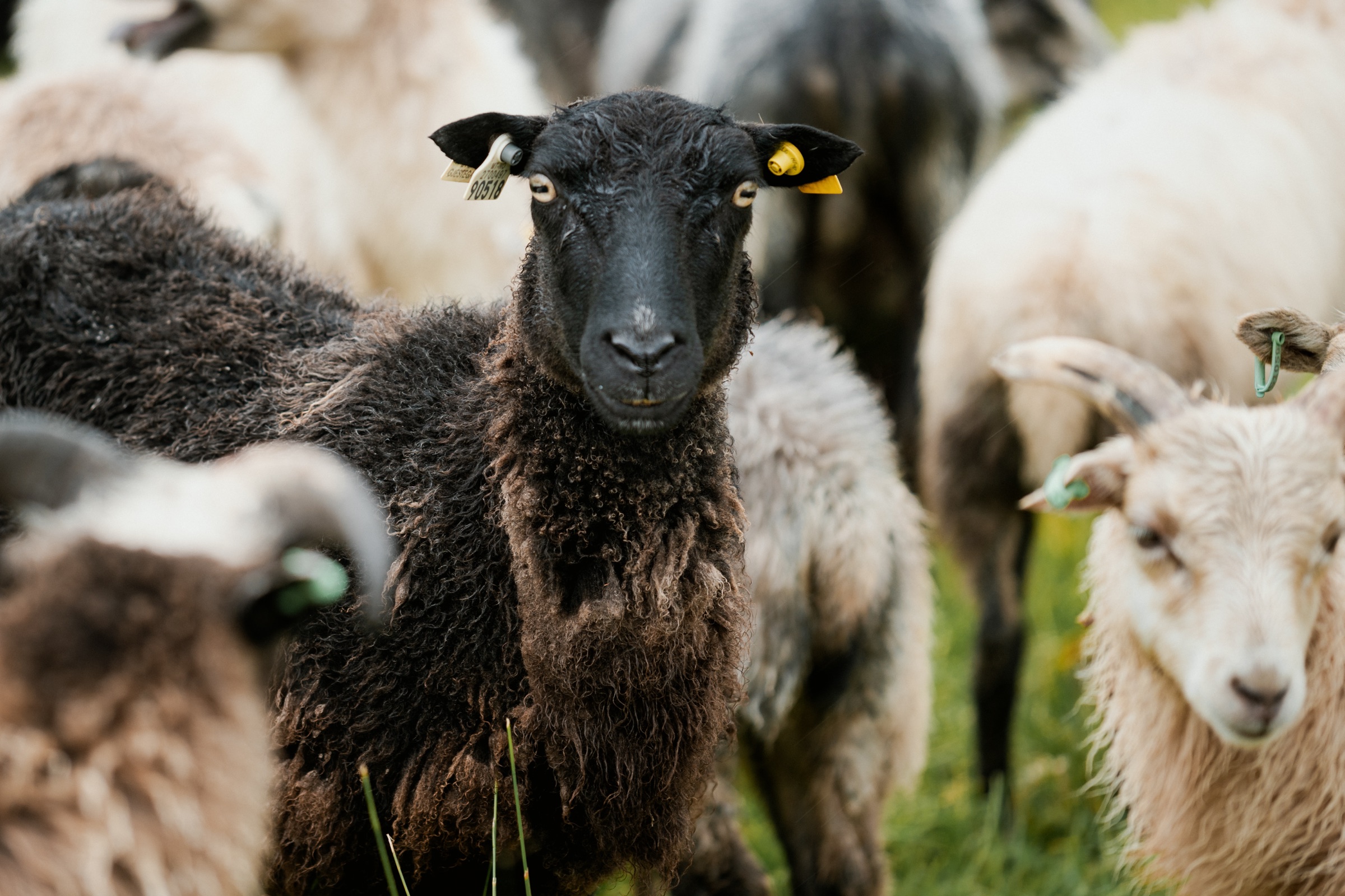 Ein schwarzköpfiges Schaf mit gelben Ohrmarken schaut direkt in die Kamera, dahinter weitere Tiere der Herde.