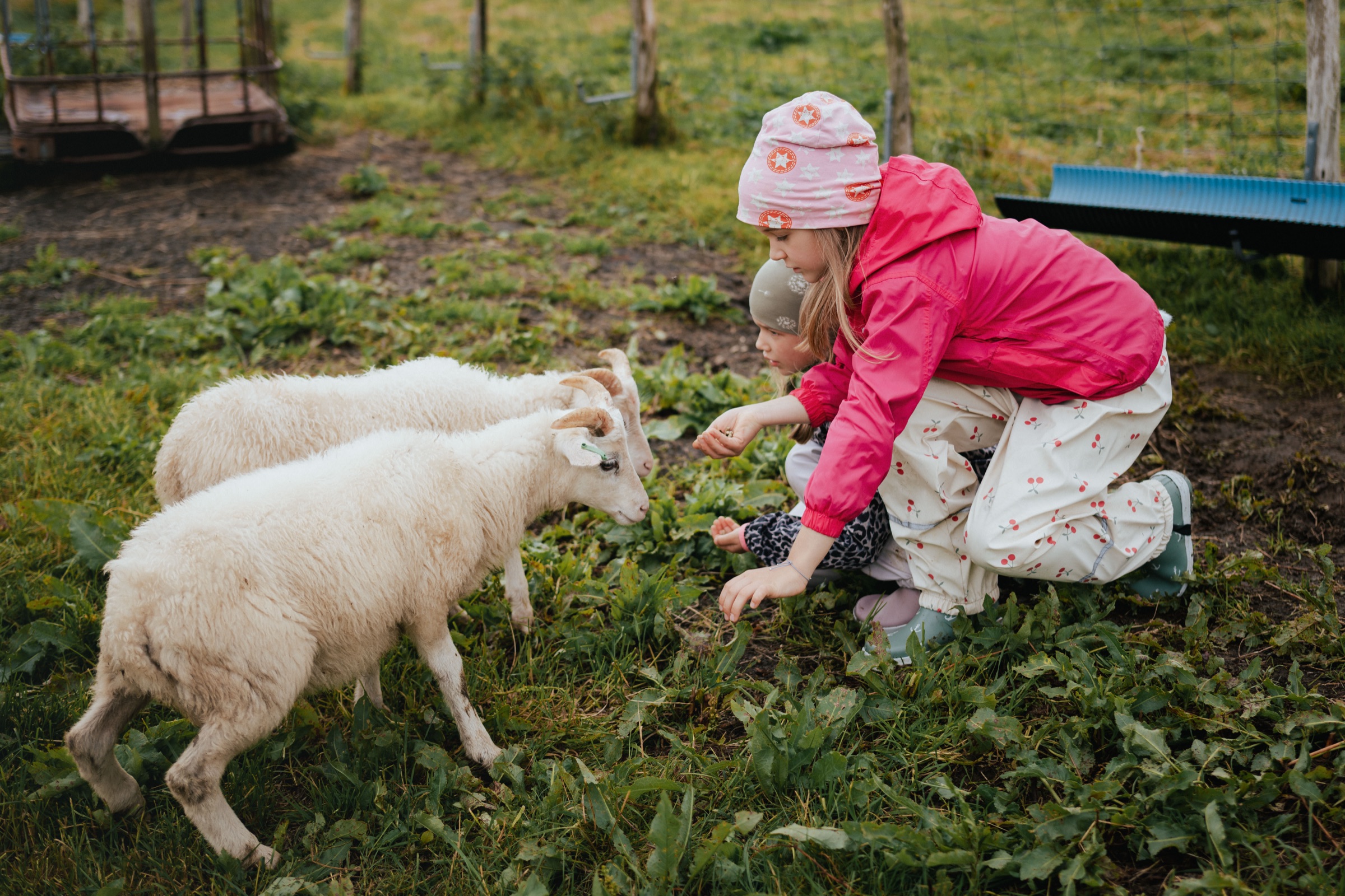 Ein Kind in rosa Jacke beugt sich im Gras zu einem weißen Lamm hinunter.