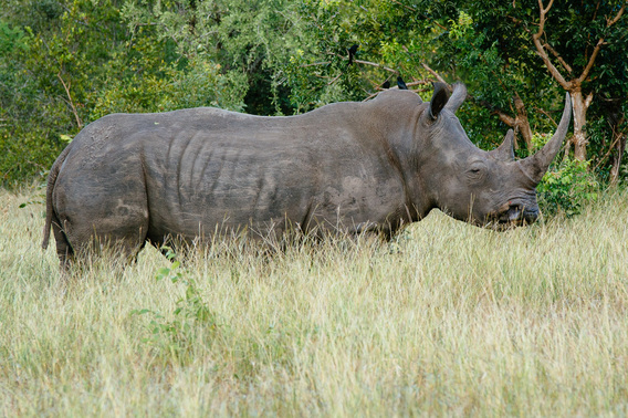 singita-012