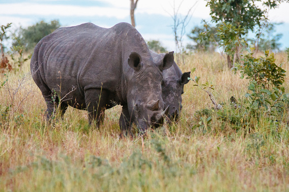singita-077