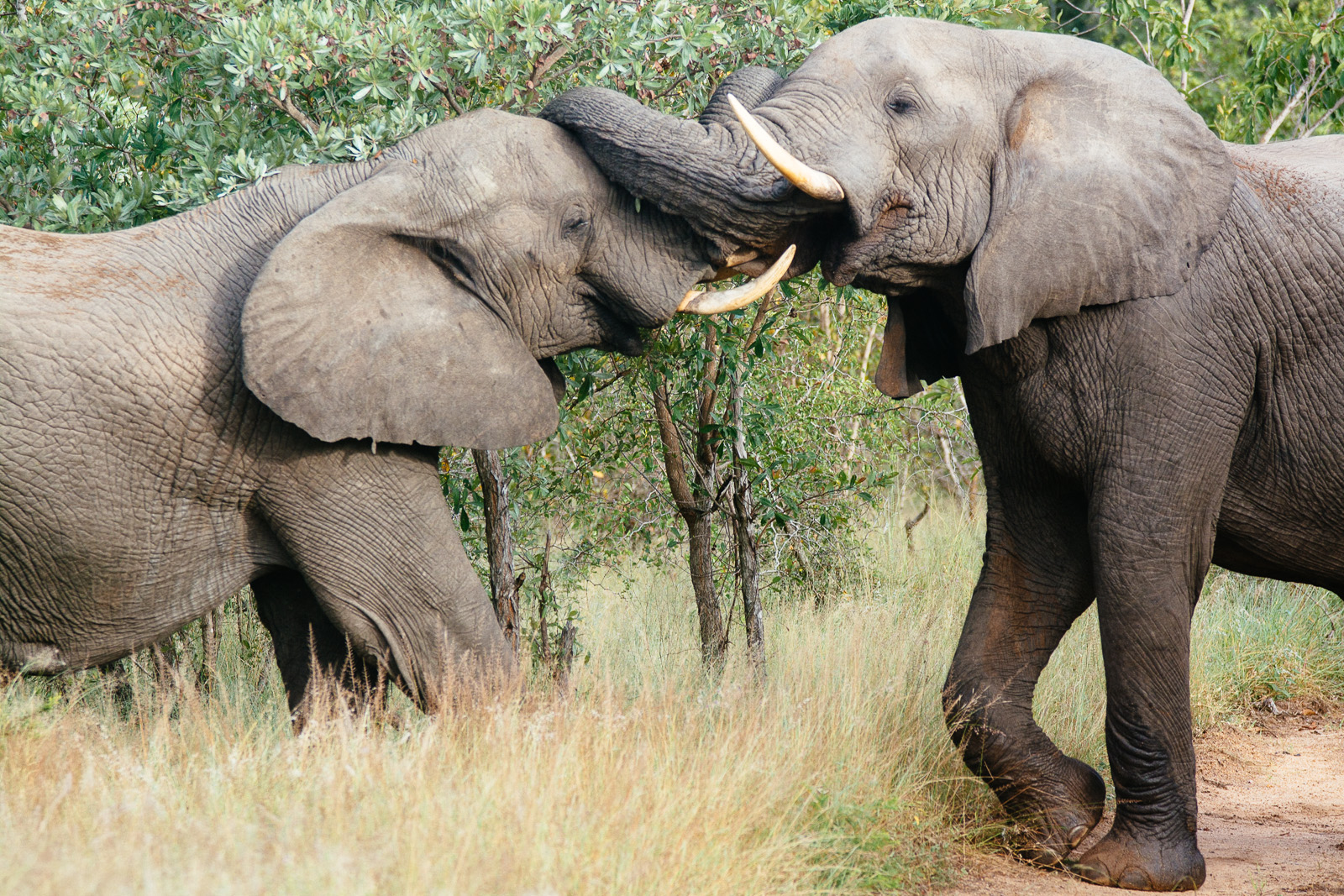 singita-086