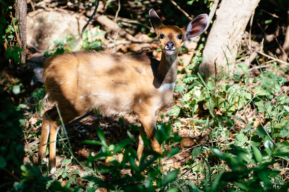 singita-093