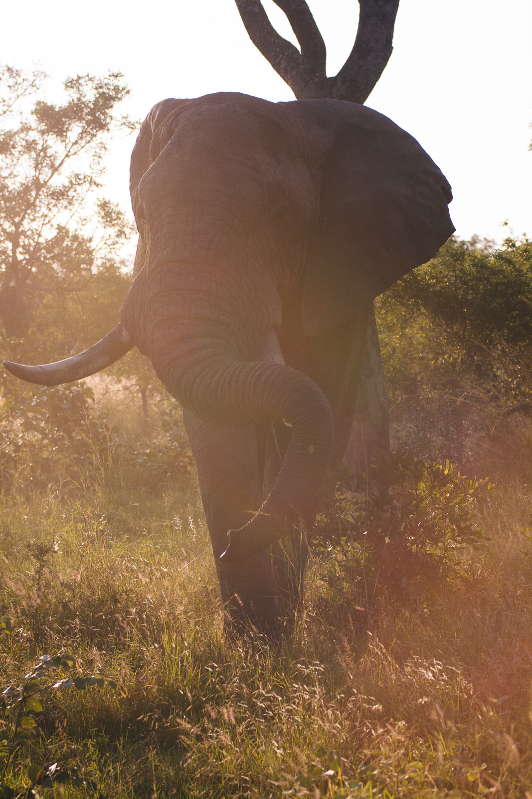 singita-096