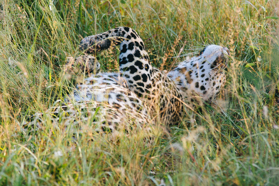 singita-108