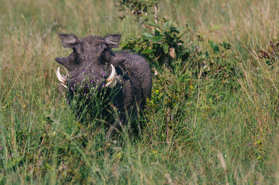 singita-111