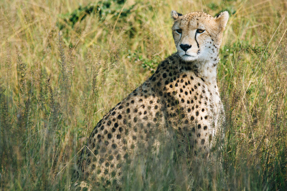 singita-112
