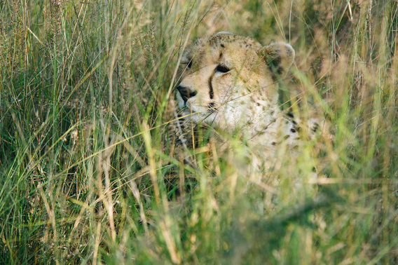 singita-113