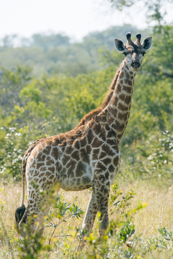 singita-114